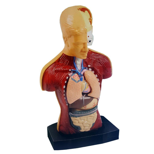 The Human Body - 3301 - Madina Gift