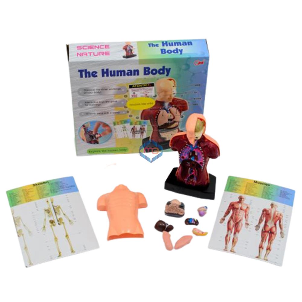 The Human Body - 3301 - Madina Gift