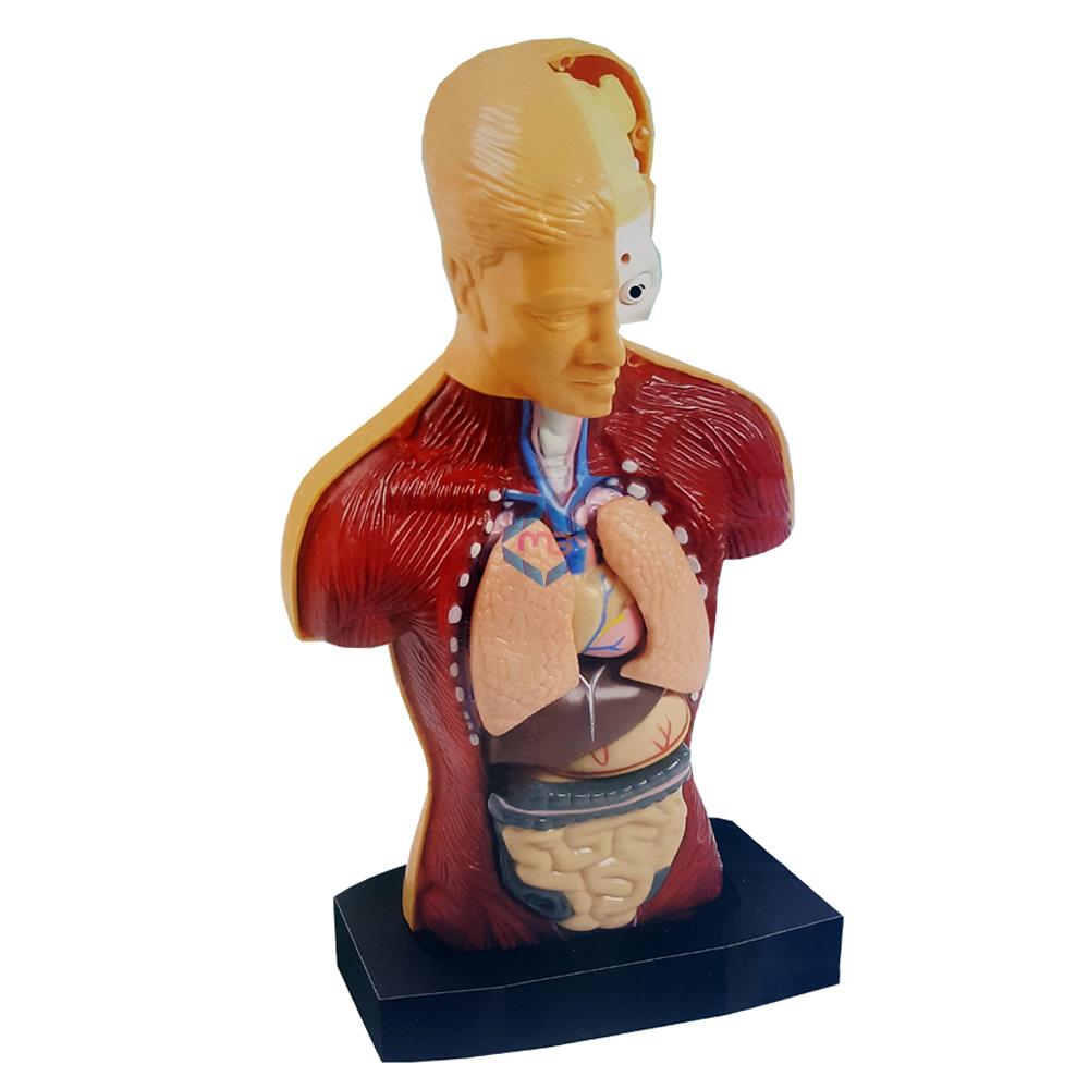 The Human Body - 3301 - Madina Gift