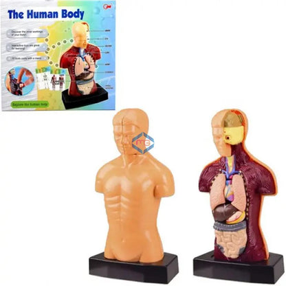 The Human Body - 3301 - Madina Gift