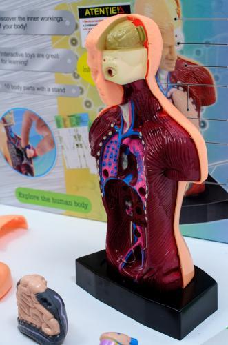 The Human Body - 3301 - Madina Gift