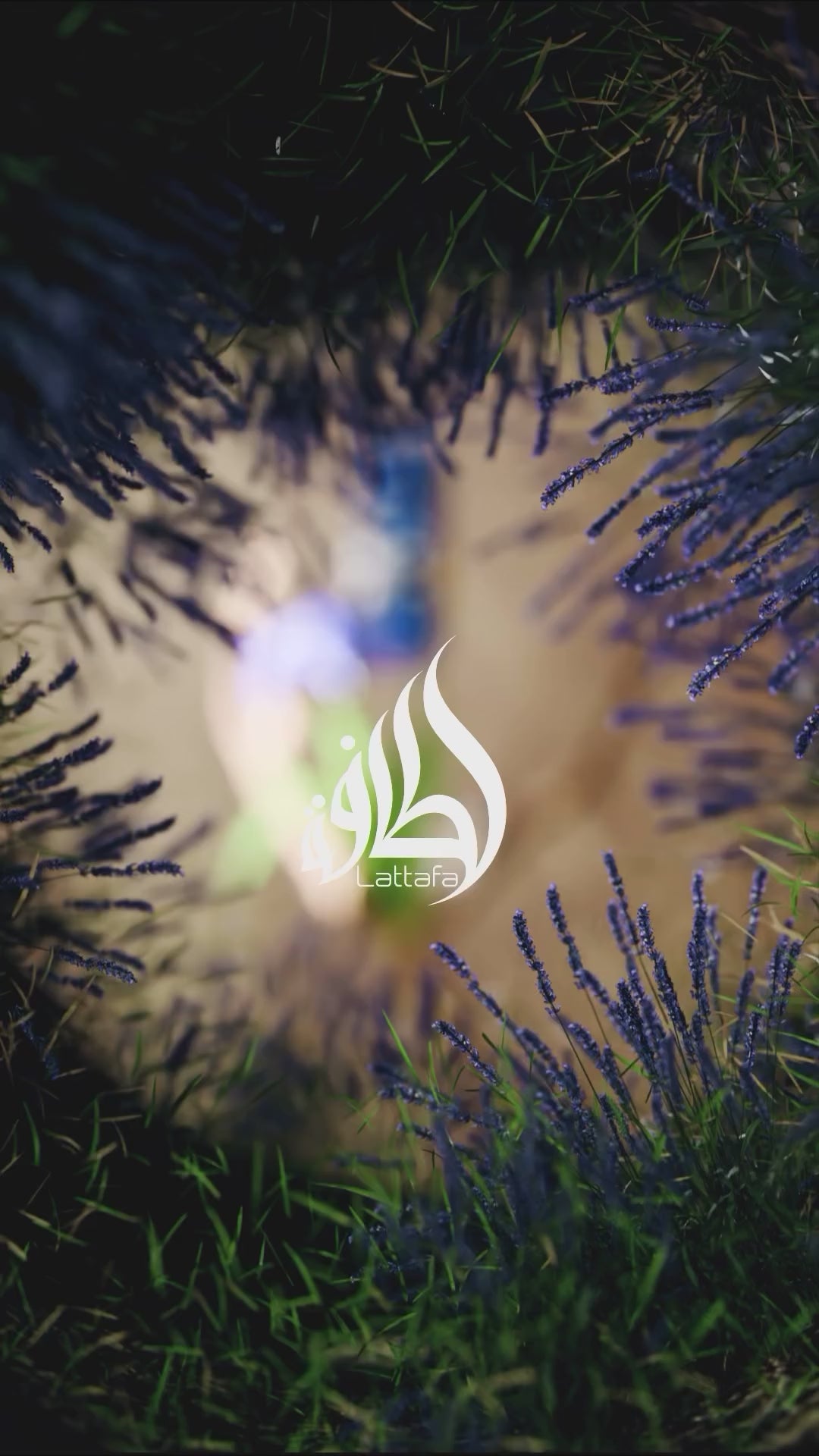 Asad Zanzibar by Lattafa - 100 ML Madina Gift