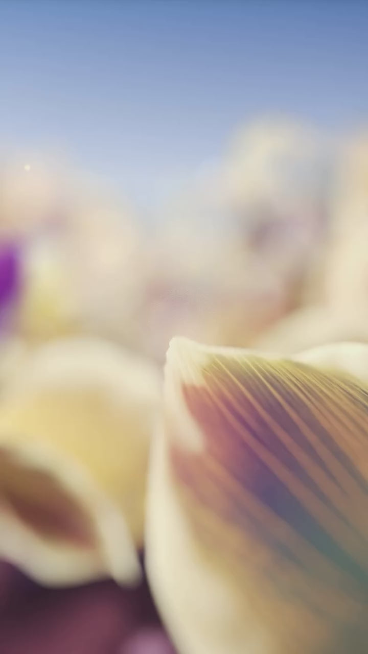 Atheeri by Lattafa 100 ML Madina Gift